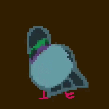 pigeon